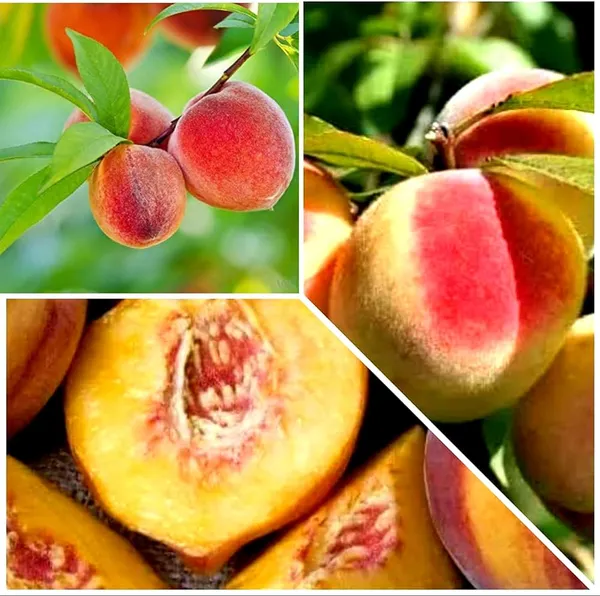 Thai_Peach_Dwarf_Varieties_Fruits_Plants