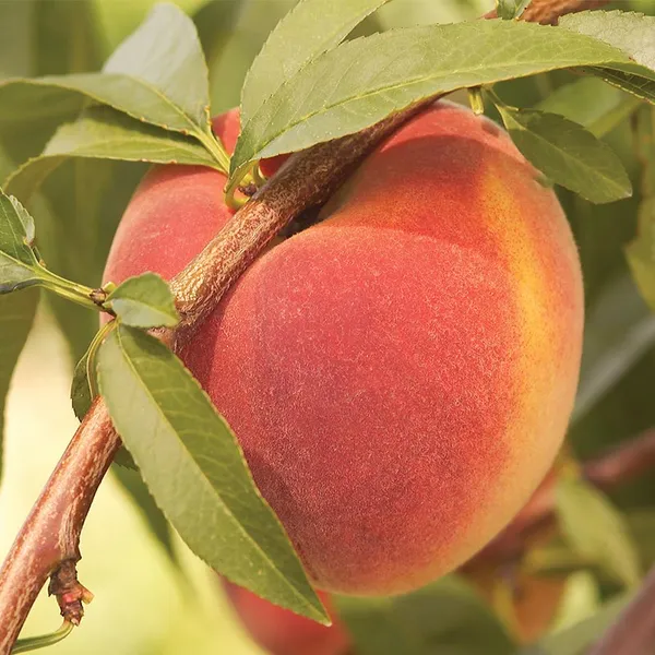 Thai_Peach_Dwarf_Varieties_Fruits_Plants