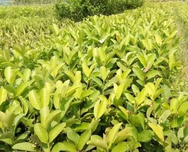 Thai_Pink_Guava_Plant_(Pack_Of_1)