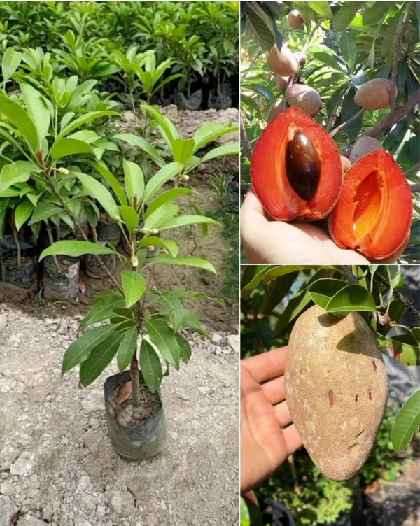 Thai_Red_Chikku_Hybrid_Fruit_Plant_Grafted