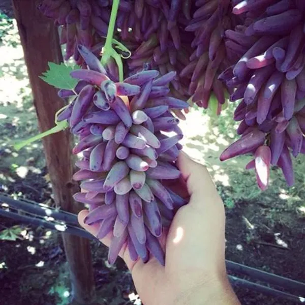 Thai_Finger_Grapes_Hybrid_Air_Learning_Grafted_Fruit_Plant