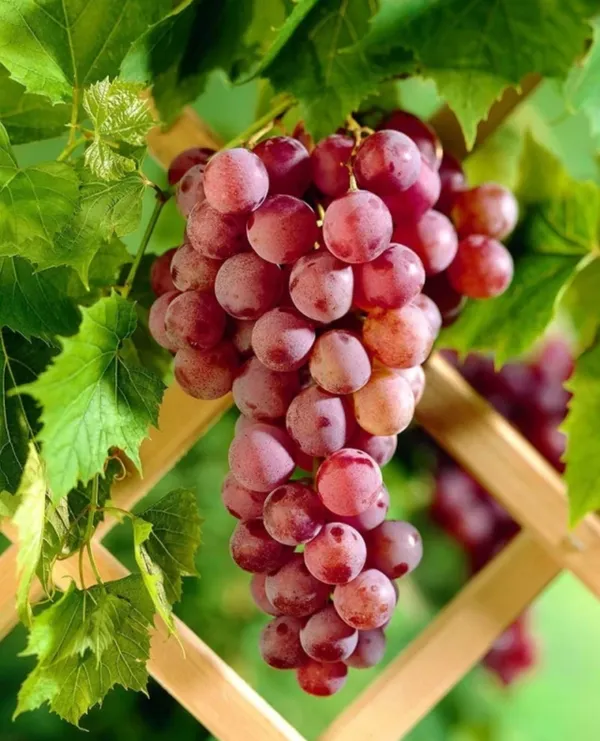 Thai_Red_Grapes_Hybrid_Fruit_Plant