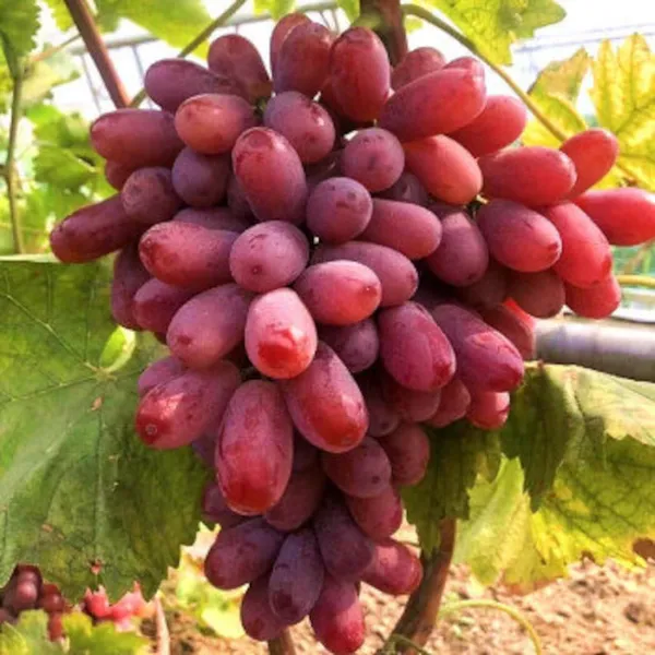 Thai_Red_Grapes_Hybrid_Fruit_Plant