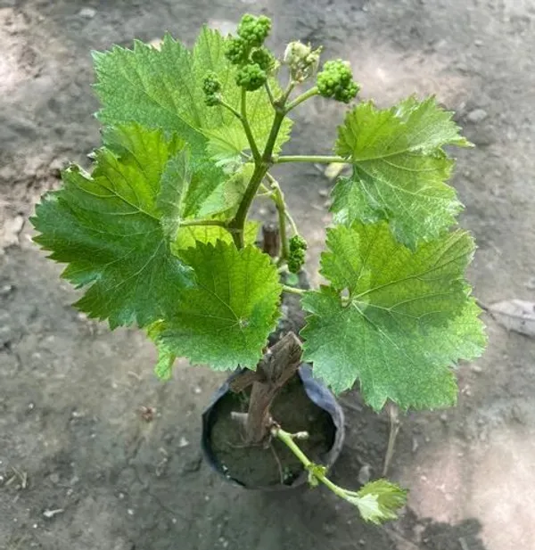 Thai_Red_Grapes_Hybrid_Fruit_Plant