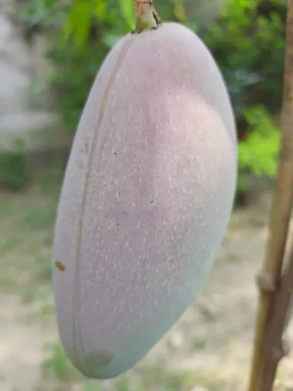 Thai_King_Red_Ivory_Mango_Grafted_Fruit_Plant