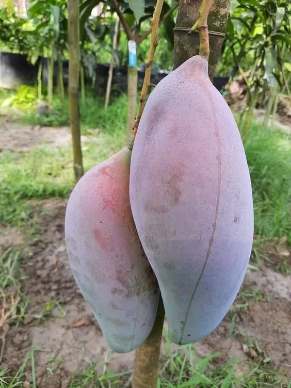 Thai_King_Red_Ivory_Mango_Grafted_Fruit_Plant