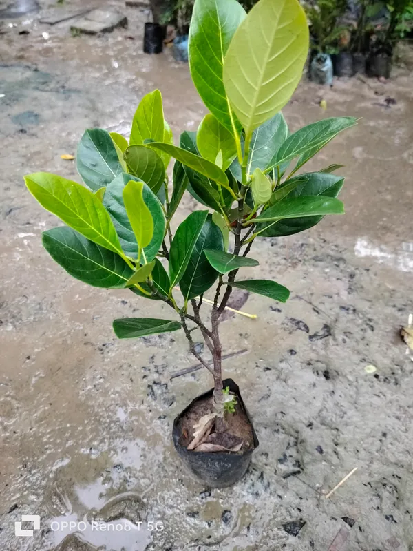 Thai_Red_Jackfruit_Hybrid_Grafted_Fruit_Plant