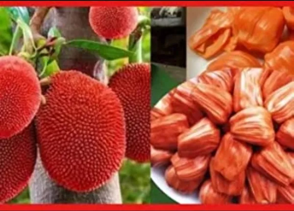 Thai_Red_Jackfruit_Hybrid_Grafted_Fruit_Plant