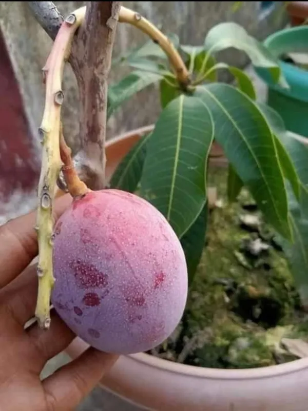 Thai_Red_Palmer_Mango_Grafted_Fruit_Plant