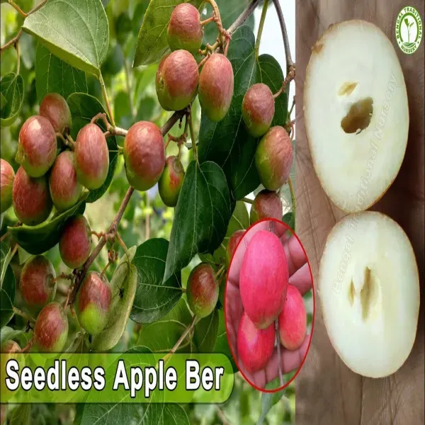 Thai_Seedless_Apple_Ber_Grafted_Fruit_Plant