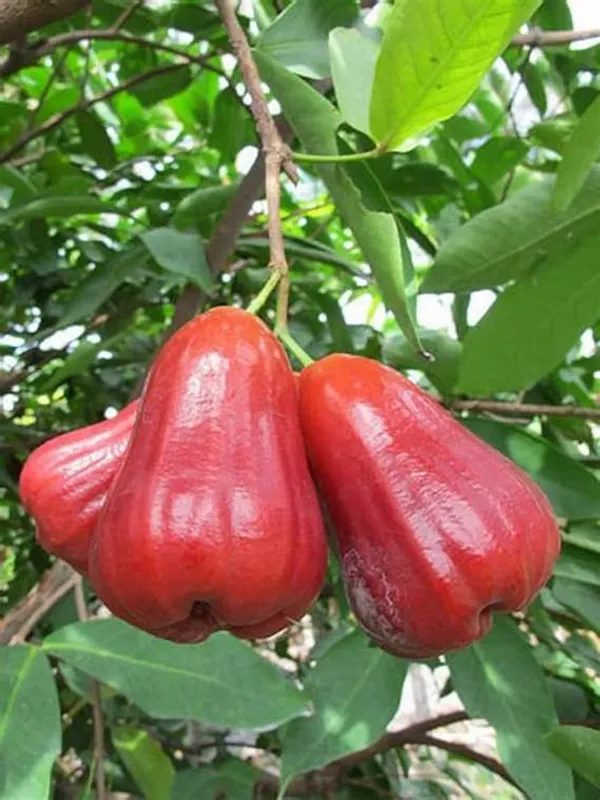 Thai_Red_Wax_Jambu_/_Wax_Apple_Fruit_Tree