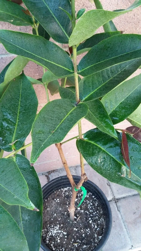 Thai_Red_Wax_Jambu_/_Wax_Apple_Fruit_Tree