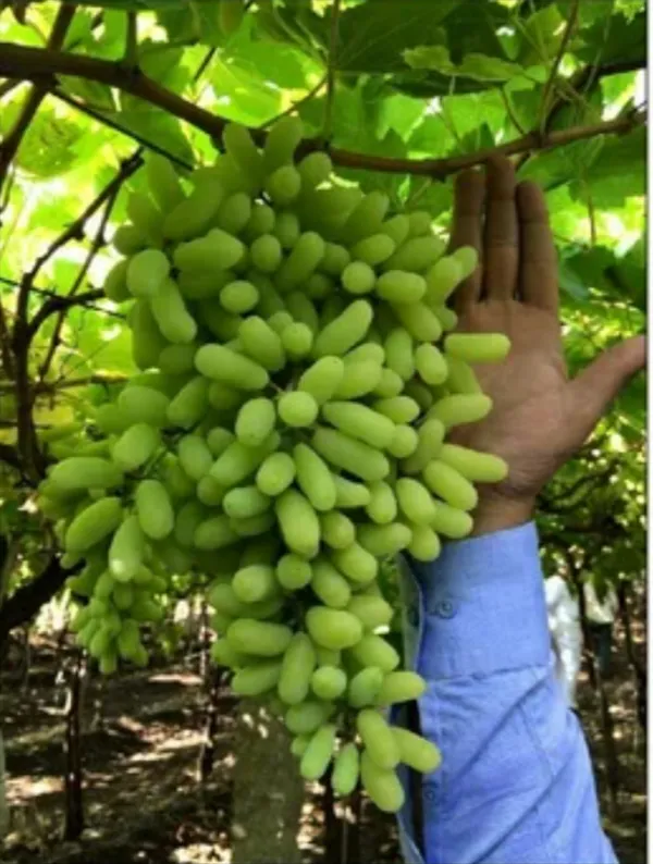 Thai_Sweet_Finger_Grapes_Hybrid_Fruit_Plant