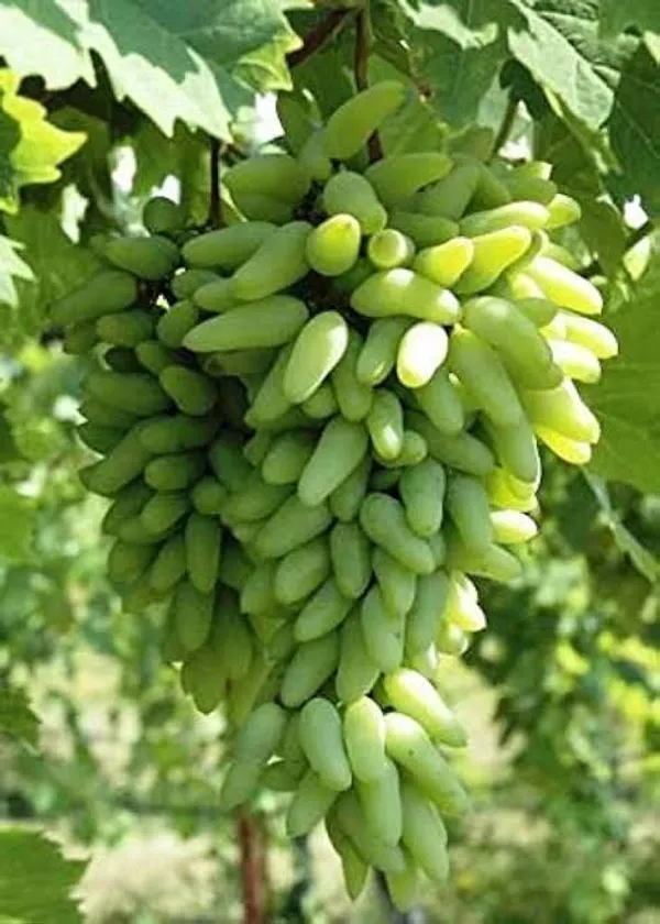 Thai_Sweet_Finger_Grapes_Hybrid_Fruit_Plant