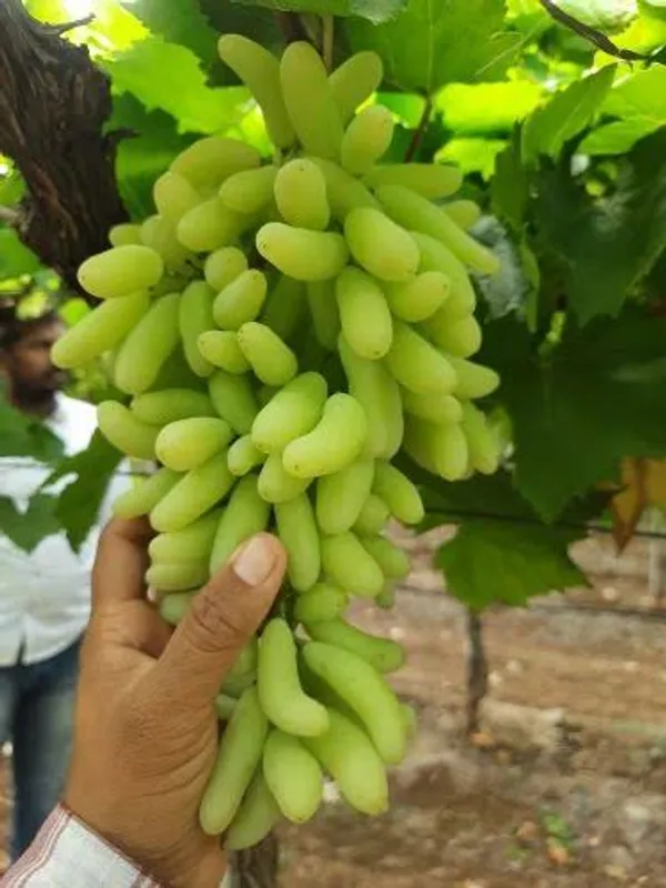 Thai_Sweet_Finger_Grapes_Hybrid_Fruit_Plant