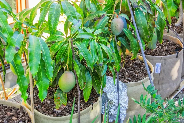 Thai_Sweet_Mango_Hybrid__Fruit_Plant_(Grafted,_Pack_Of_1)