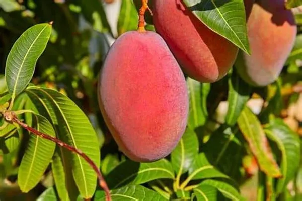 Thai_Sweet_Mango_Hybrid__Fruit_Plant_(Grafted,_Pack_Of_1)