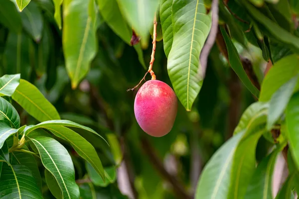 Thai_Sweet_Mango_Hybrid__Fruit_Plant_(Grafted,_Pack_Of_1)