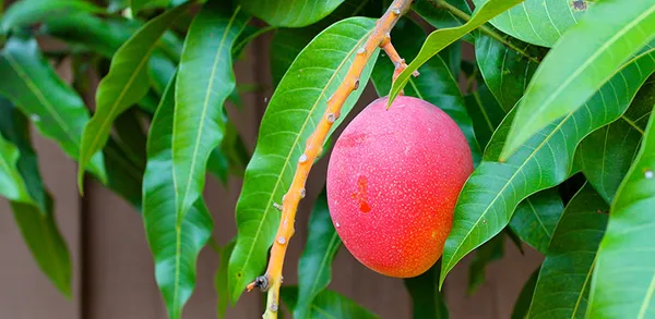 Thai_Sweet_Mango_Hybrid__Fruit_Plant_(Grafted,_Pack_Of_1)