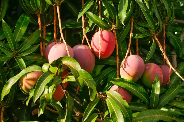 Thai_Sweet_Mango_Hybrid__Fruit_Plant_(Grafted,_Pack_Of_1)
