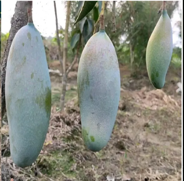 Thai_Varieties_Taste_Mango_Grafted_Fruit_Plant