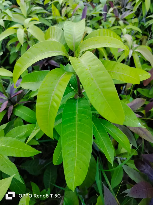 Thai_Varieties_Taste_Mango_Grafted_Fruit_Plant