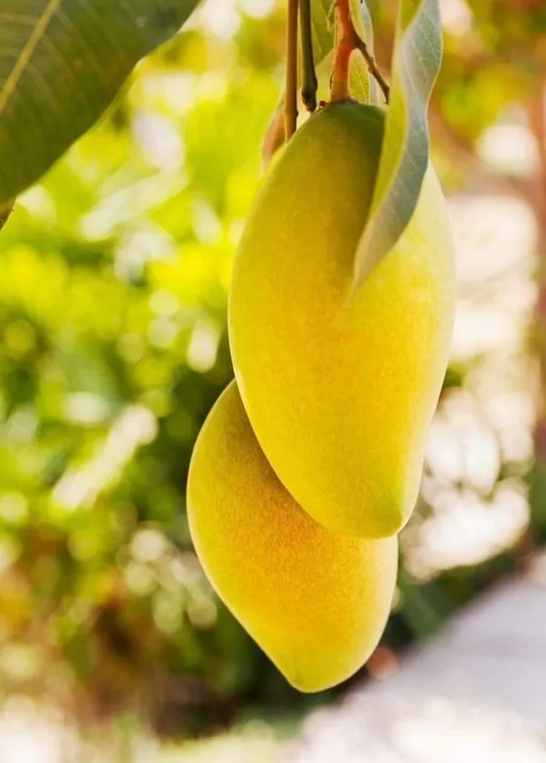 Thai_Varieties_Taste_Mango_Grafted_Fruit_Plant