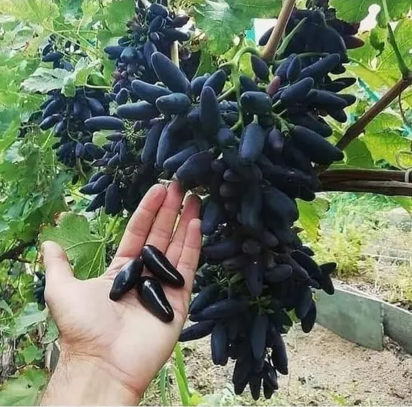 Thai_Varieties_Black_Finger_Grapes_Hybrid_Fruit_Plant