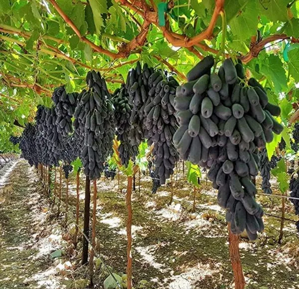 Thai_Varieties_Black_Finger_Grapes_Hybrid_Fruit_Plant