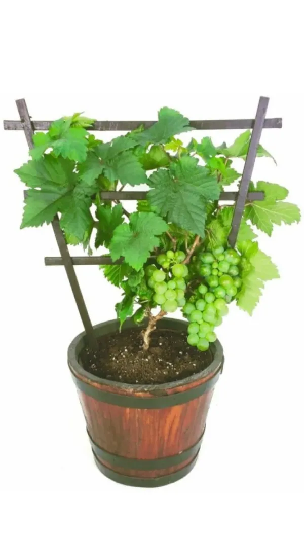 Thai_Varieties_Grapes_Hybrid_Air_Layering_Fruit_Plant
