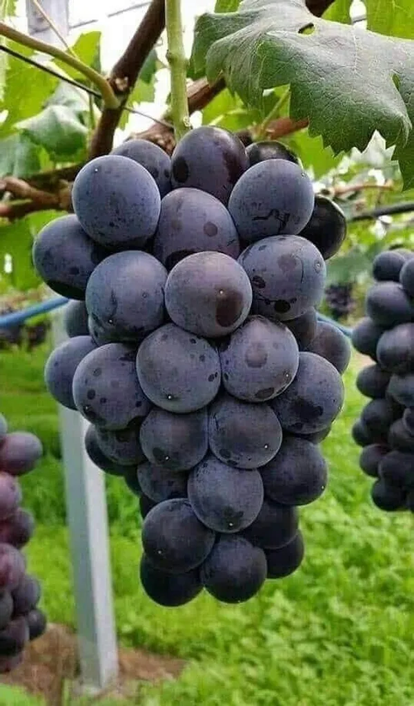 Thai_Verity_Black_Grapes_Plant_(Pack_Of_1)