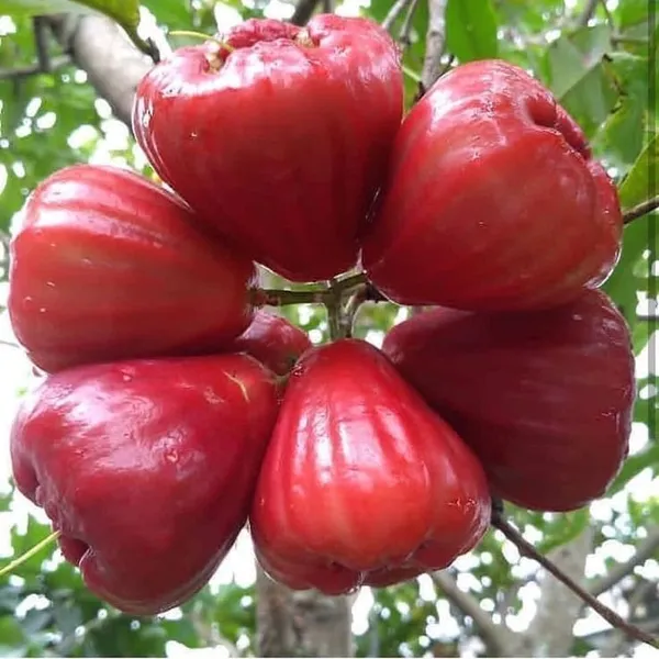 Thai_Verity_Red_Wax_Apple_Plant_(1.5-2_Feet_Height_Pack_Of_1)