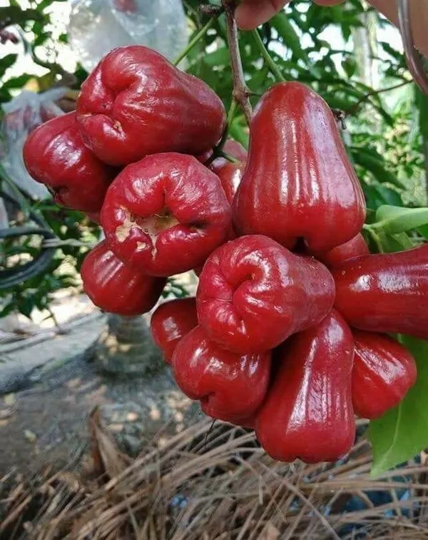Thai_Verity_Red_Wax_Apple_Plant_(1.5-2_Feet_Height_Pack_Of_1)