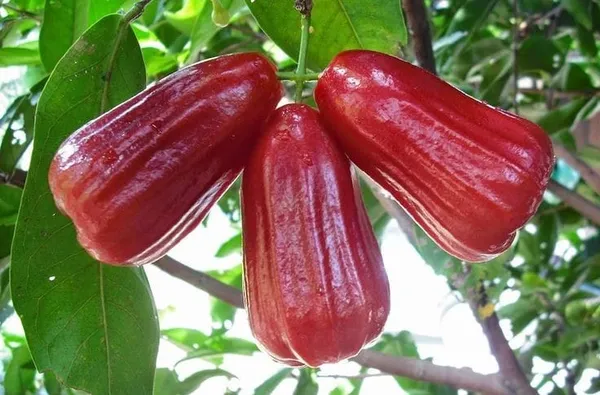Thai_Verity_Red_Wax_Apple_Plant_(1.5-2_Feet_Height_Pack_Of_1)