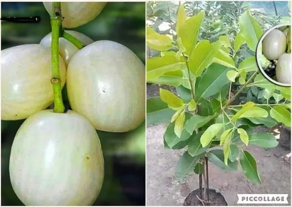 Thai_White_Jamun_Hybrid_Fruit_Plant