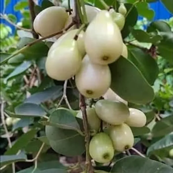 Thai_White_Jamun_Hybrid_Fruit_Plant