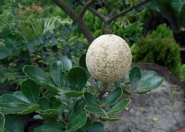 Thailand_Hybrid_Wood_Apple_Bael_Bilva_Variety_Kot_Bel_Grafted__Plants_&_Tree(1-1.5_Ft_Size)