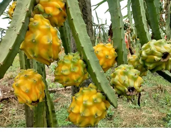 Thai_Yellow_Hybrid_Dragon_Fruit_Plant_(Pack_Of_1)