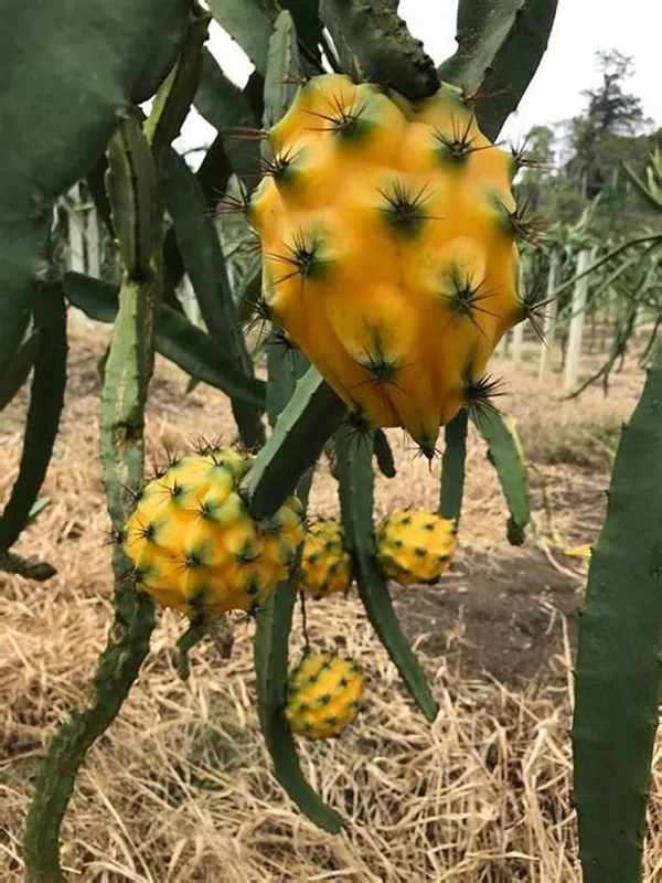 Thai_Yellow_Hybrid_Dragon_Fruit_Plant_(Pack_Of_1)