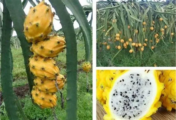 Thai_Yellow_Hybrid_Dragon_Fruit_Plant_(Pack_Of_1)