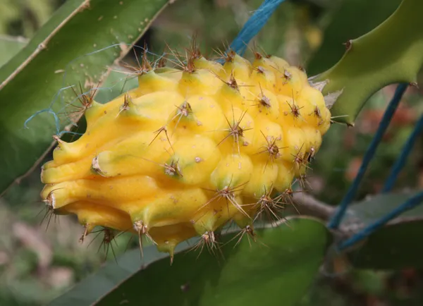 Thai_Yellow_Hybrid_Dragon_Fruit_Plant_(Pack_Of_1)