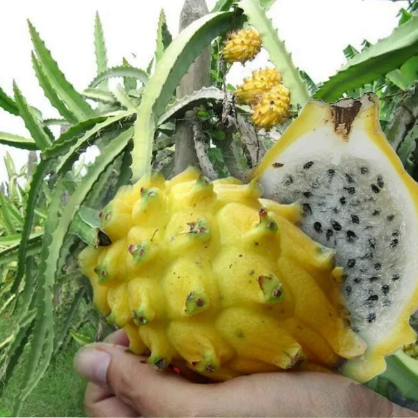 Thai_Yellow_Hybrid_Dragon_Fruit_Plant_(Pack_Of_1)