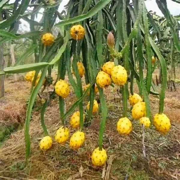 Thai_Yellow_Hybrid_Dragon_Fruit_Plant_(Pack_Of_1)