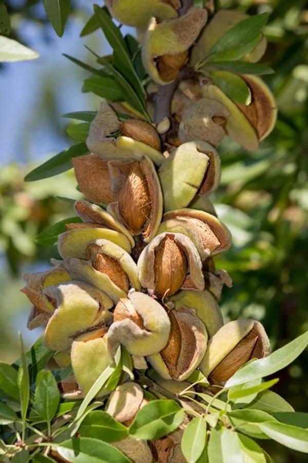 Thai_(Grafted)_Almonds_Fruit_1.5-3.5_Ft_Plant_(Pack_of_1)