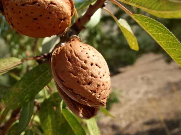 Thai_(Grafted)_Almonds_Fruit_1.5-3.5_Ft_Plant_(Pack_of_1)