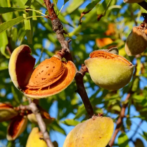 Thai_(Grafted)_Almonds_Fruit_1.5-3.5_Ft_Plant_(Pack_of_1)
