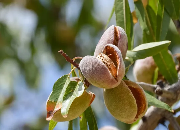 Thai_(Grafted)_Almonds_Fruit_1.5-3.5_Ft_Plant_(Pack_of_1)