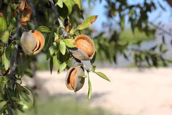 Thai_(Grafted)_Almonds_Fruit_1.5-3.5_Ft_Plant_(Pack_of_1)