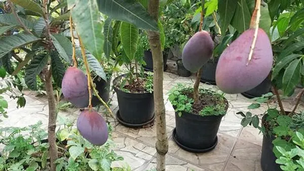 Thai_(Grafted)_Black_kasturi_Mango_Fruit_Plant_(Hybrid,_Pack_Of_1)
