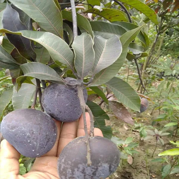 Thai_(Grafted)_Black_kasturi_Mango_Fruit_Plant_(Hybrid,_Pack_Of_1)